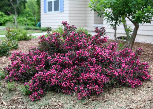 Spilled Wine® Weigela