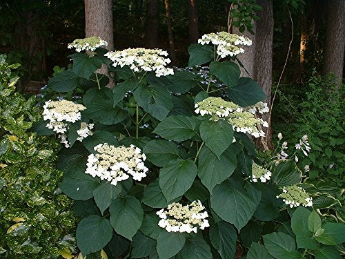 Haas' Halo Smooth Hydrangea