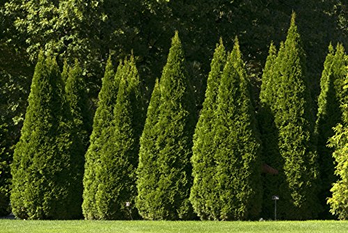 Emerald Green Arborvitae