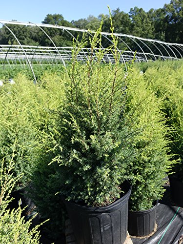 Gold Cone Juniper