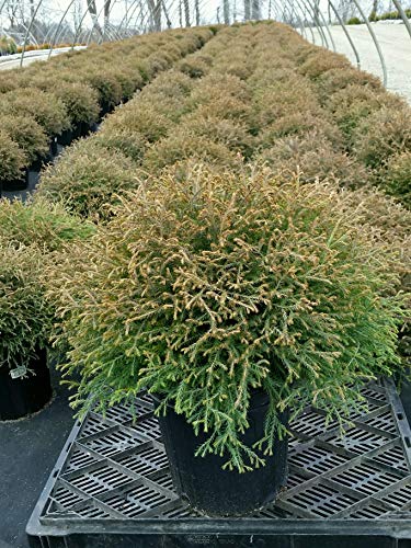 Mr. Bowling Ball® American Arborvitae