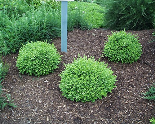 Green Velvet Boxwood