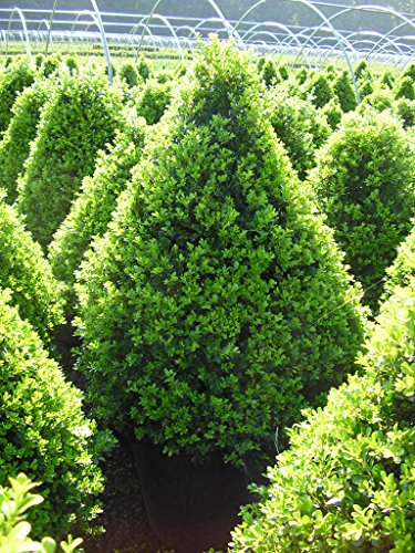 Cranberry Creek Boxwood