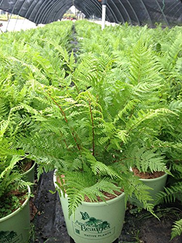 Lady in Red Lady Fern