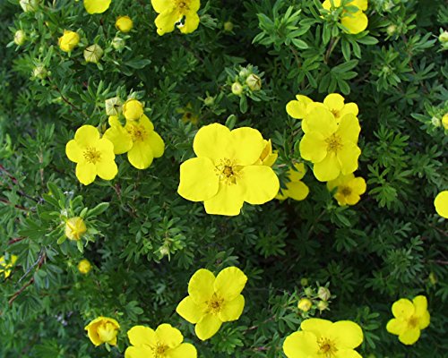 Goldfinger Shrubby Cinquefoil