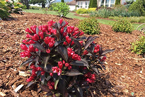 Electric Love® Weigela