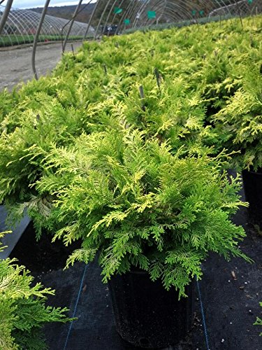 Cripps Golden Hinoki Cypress