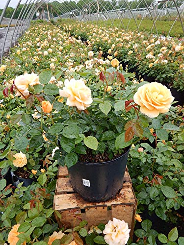 Julia Child&#8482; Floribunda Rose