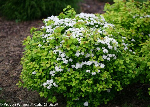 Glow Girl® Birchleaf Spirea