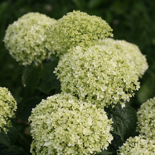 Invincibelle Limetta® Smooth hydrangea