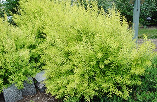 Mellow Yellow Spiraea