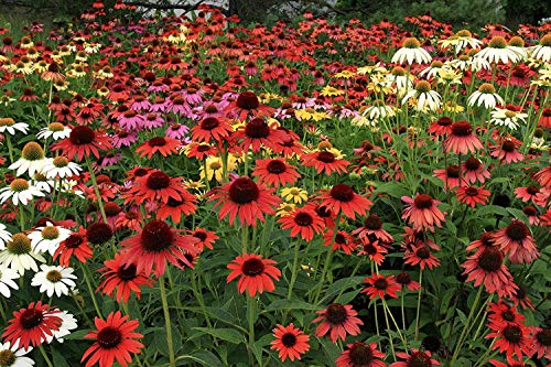 Cheyenne Spirit Coneflower