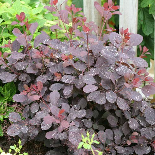 Winecraft Black® Smokebush