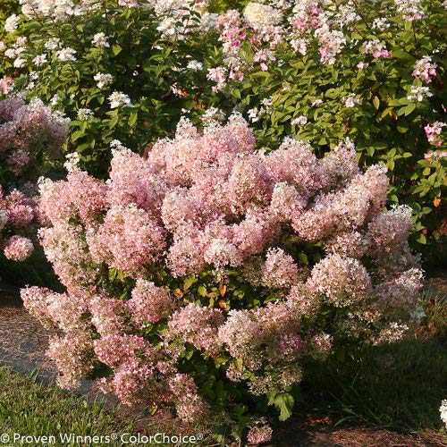 Bobo® Hardy Hydrangea