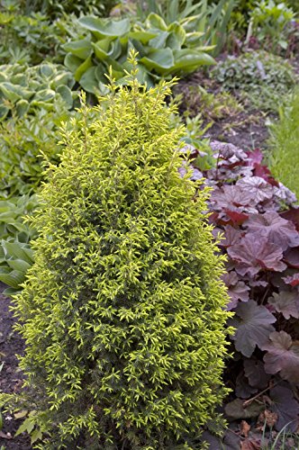 Gold Cone Juniper