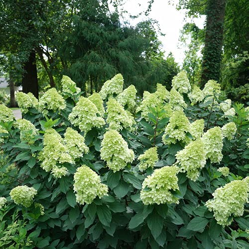 Limelight Prime® Panicle Hydrangea