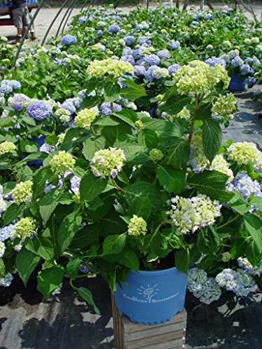 Endless Summer® The Original Hydrangea