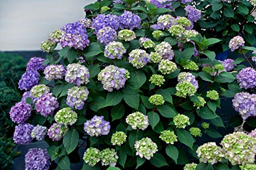 Endless Summer® Bloomstruck® Hydrangea