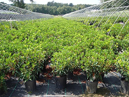 Carousel Mountain Laurel