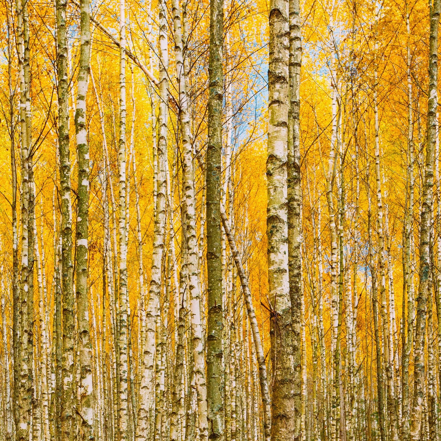 Autumn Scenic Birch Tree Forest Wall Mural | Peel and Stick Wallpaper. #6202