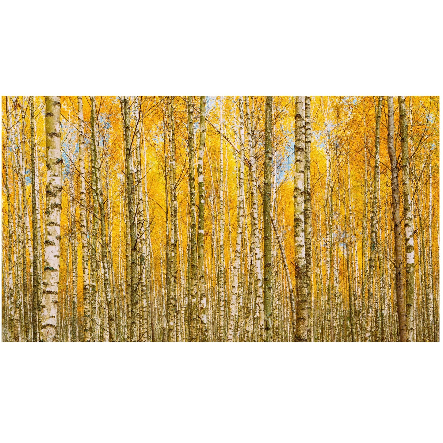 Autumn Scenic Birch Tree Forest Wall Mural | Peel and Stick Wallpaper. #6202