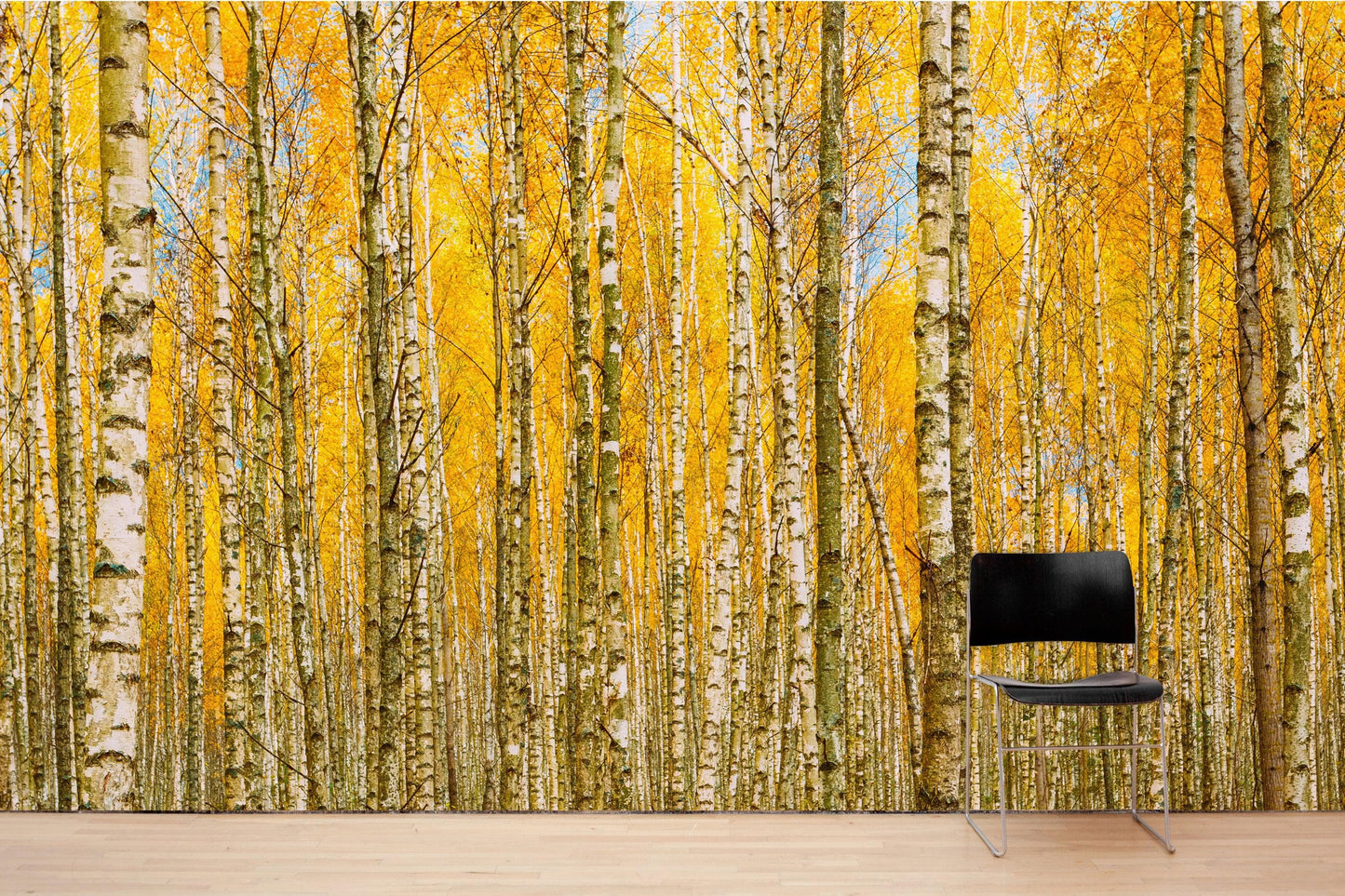 Autumn Scenic Birch Tree Forest Wall Mural | Peel and Stick Wallpaper. #6202