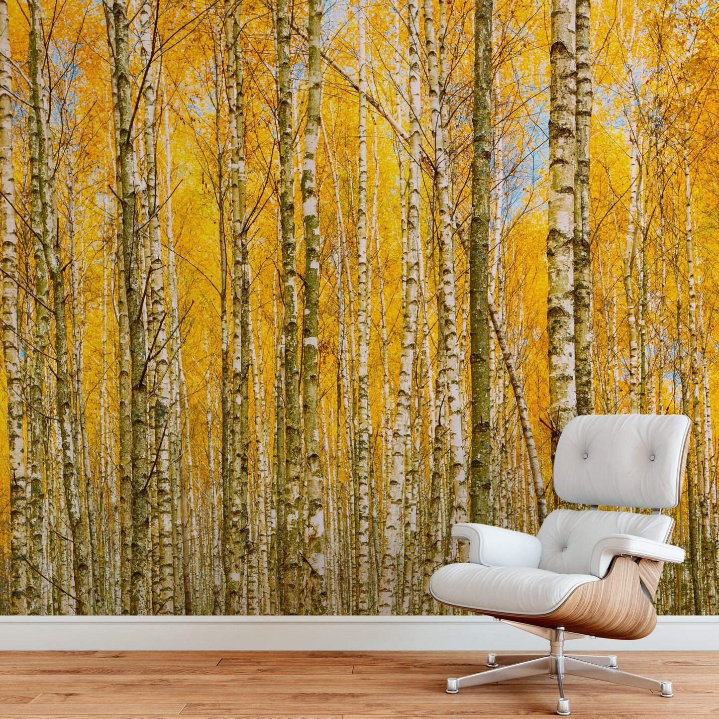 Autumn Scenic Birch Tree Forest Wall Mural | Peel and Stick Wallpaper. #6202