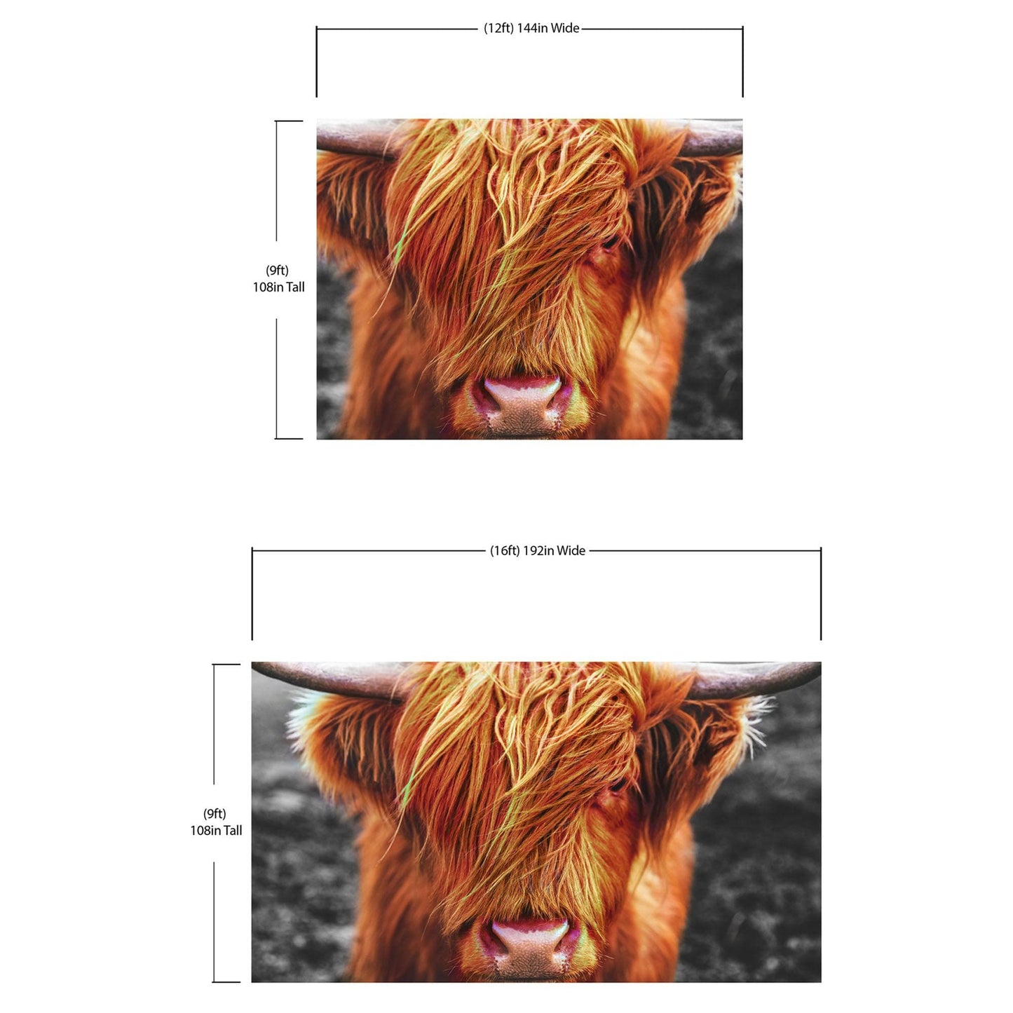 Highland Cow Cattle Head Wall Mural - Farmhouse Charm for Your Home. #6279