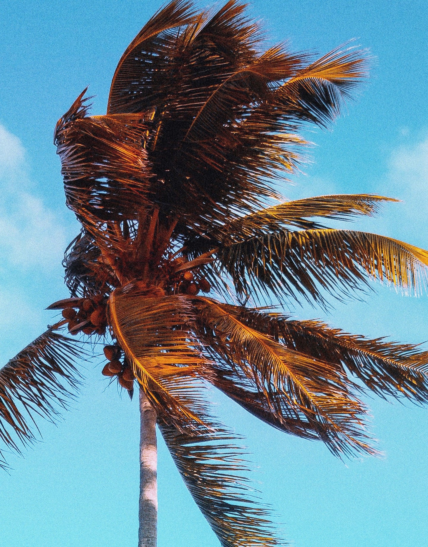 Palm Tree on Beach Coastline Wall Mural. Tropical Theme Peel and Stick Wallpaper Decor. #6401