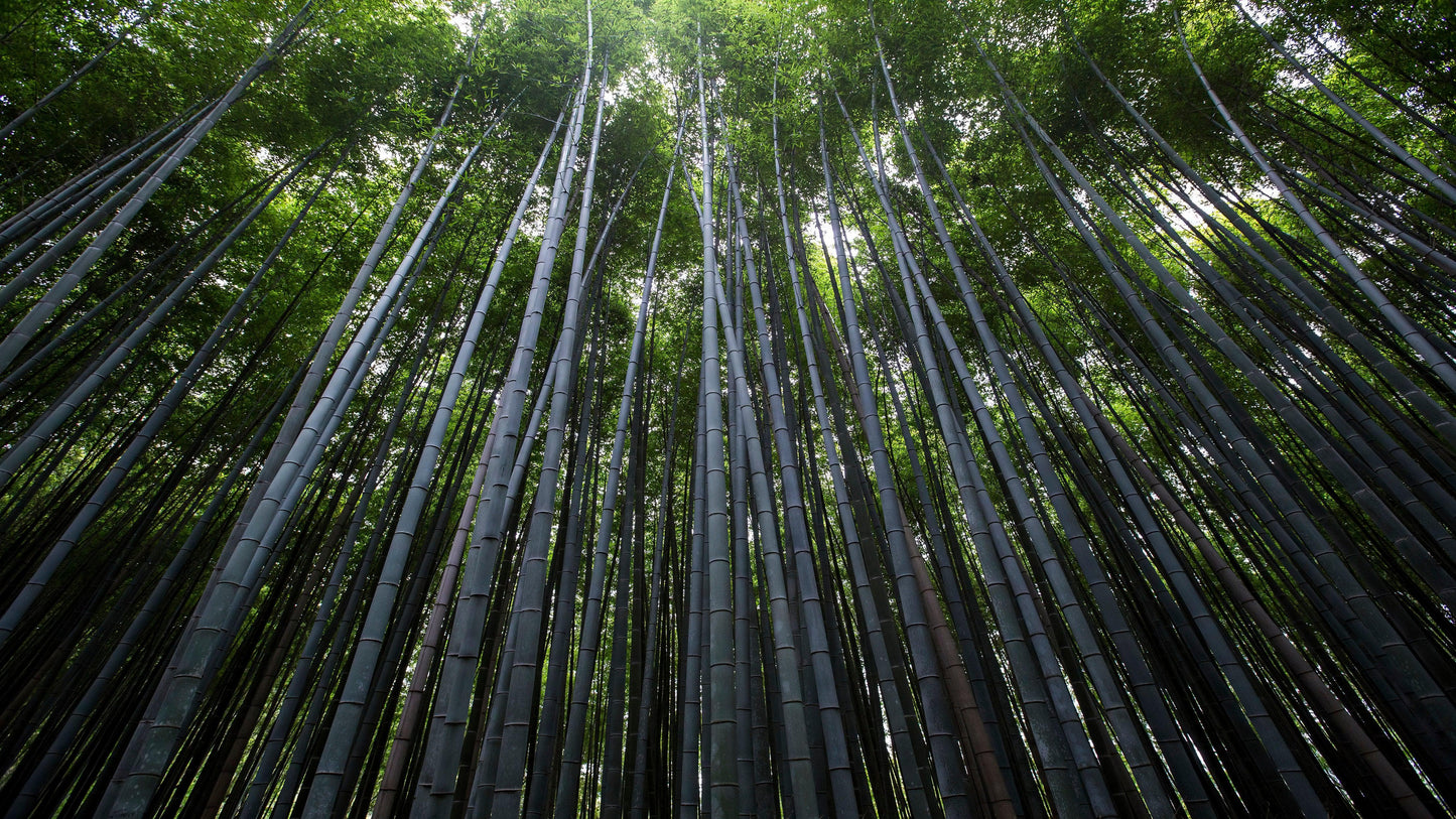 Tall Bamboo Tree Forest Wall Mural. Peaceful, Serenity, Zen Background Wallpaper. #6463