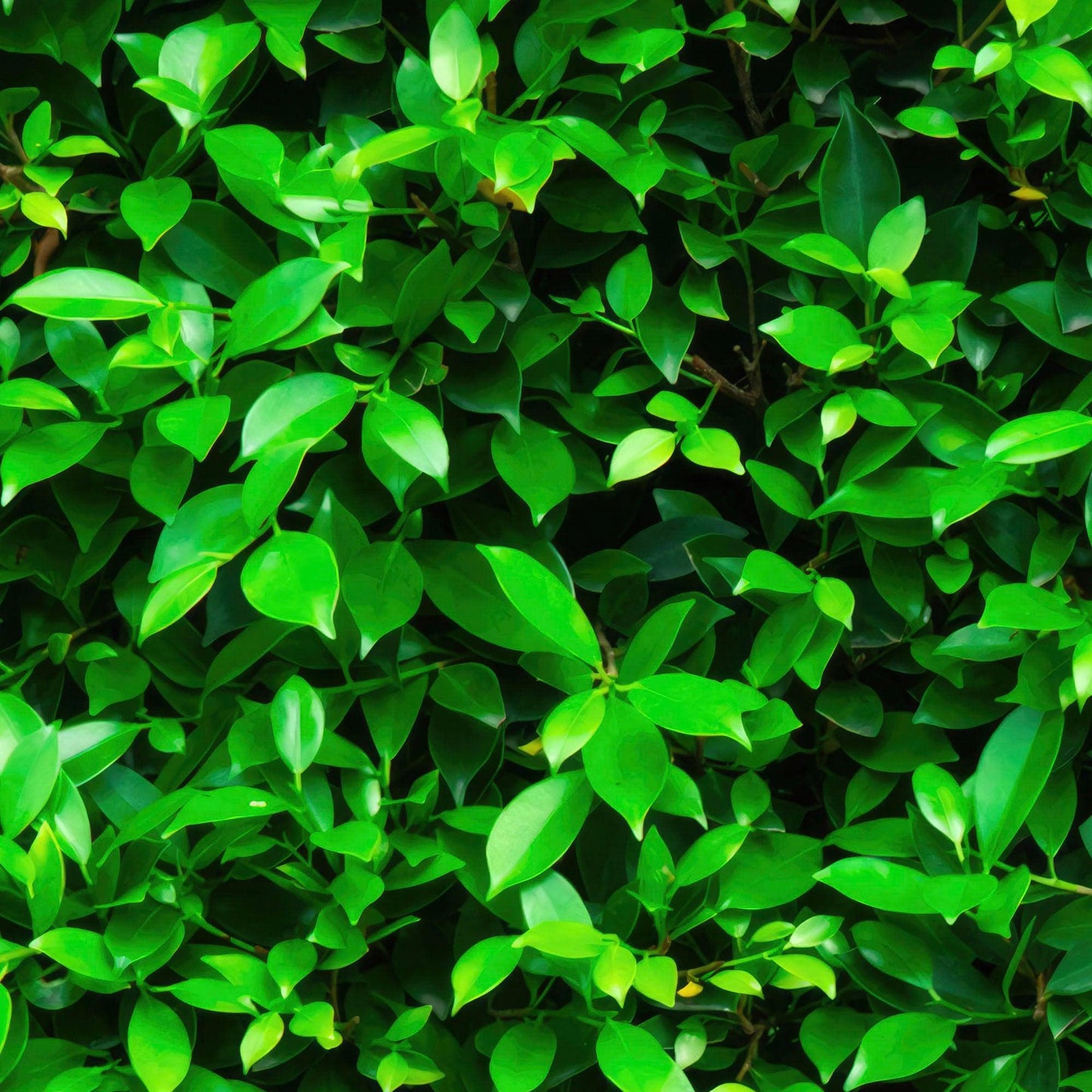 Greenery Grass Background Wallpaper Mural. #6551