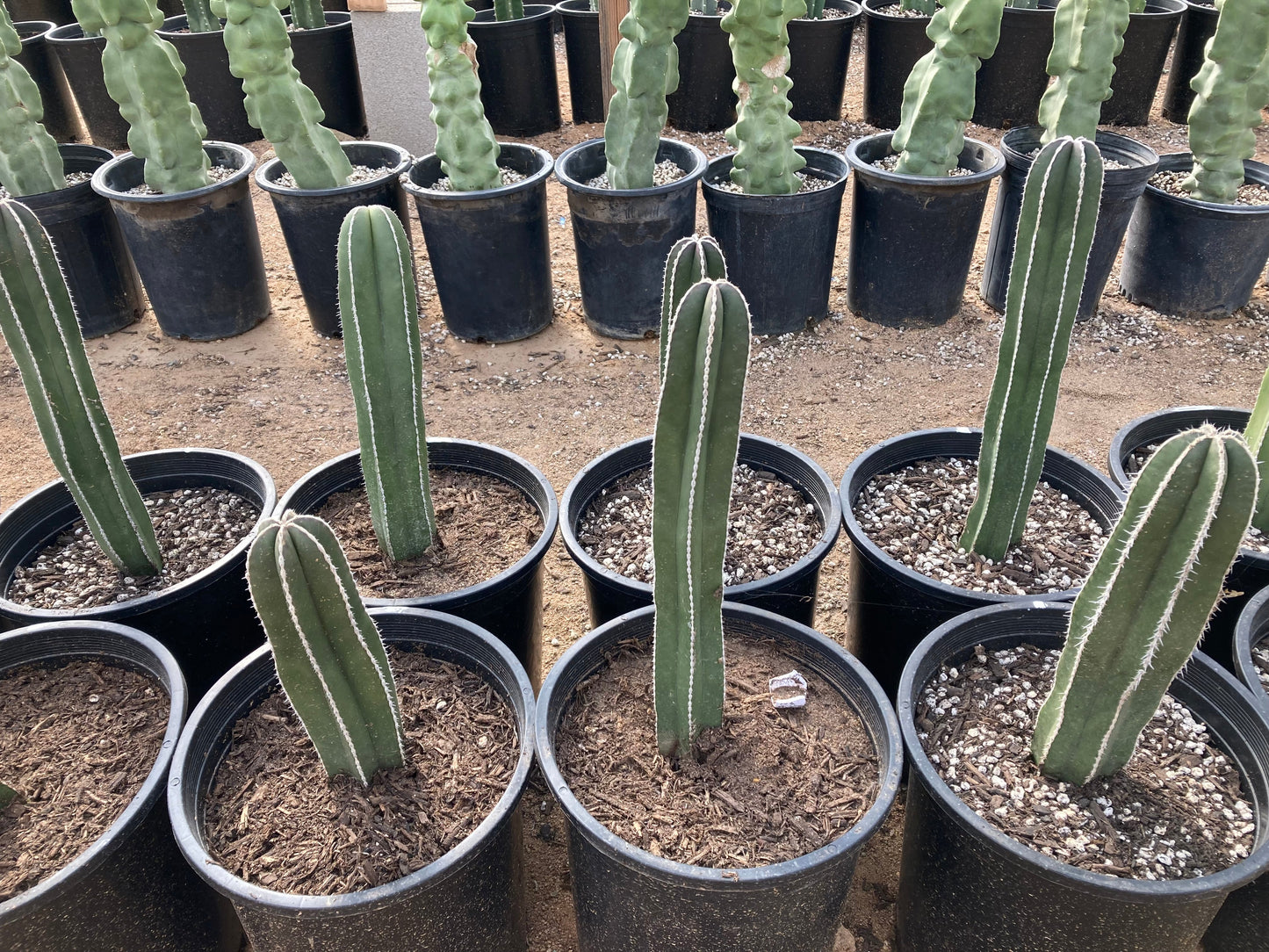 Mexican Fence Post Cactus