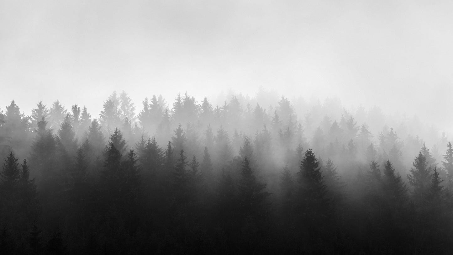 Black and White Misty Pine Forest Wallpaper. #6673