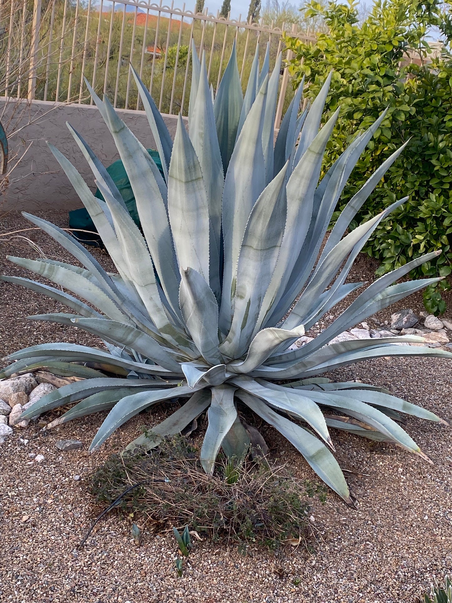 Agave Franzosinni