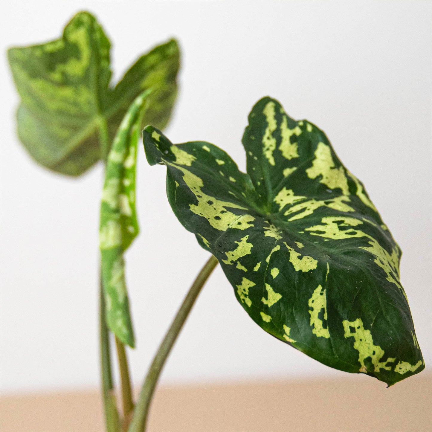 Alocasia 'Hilo Beauty'