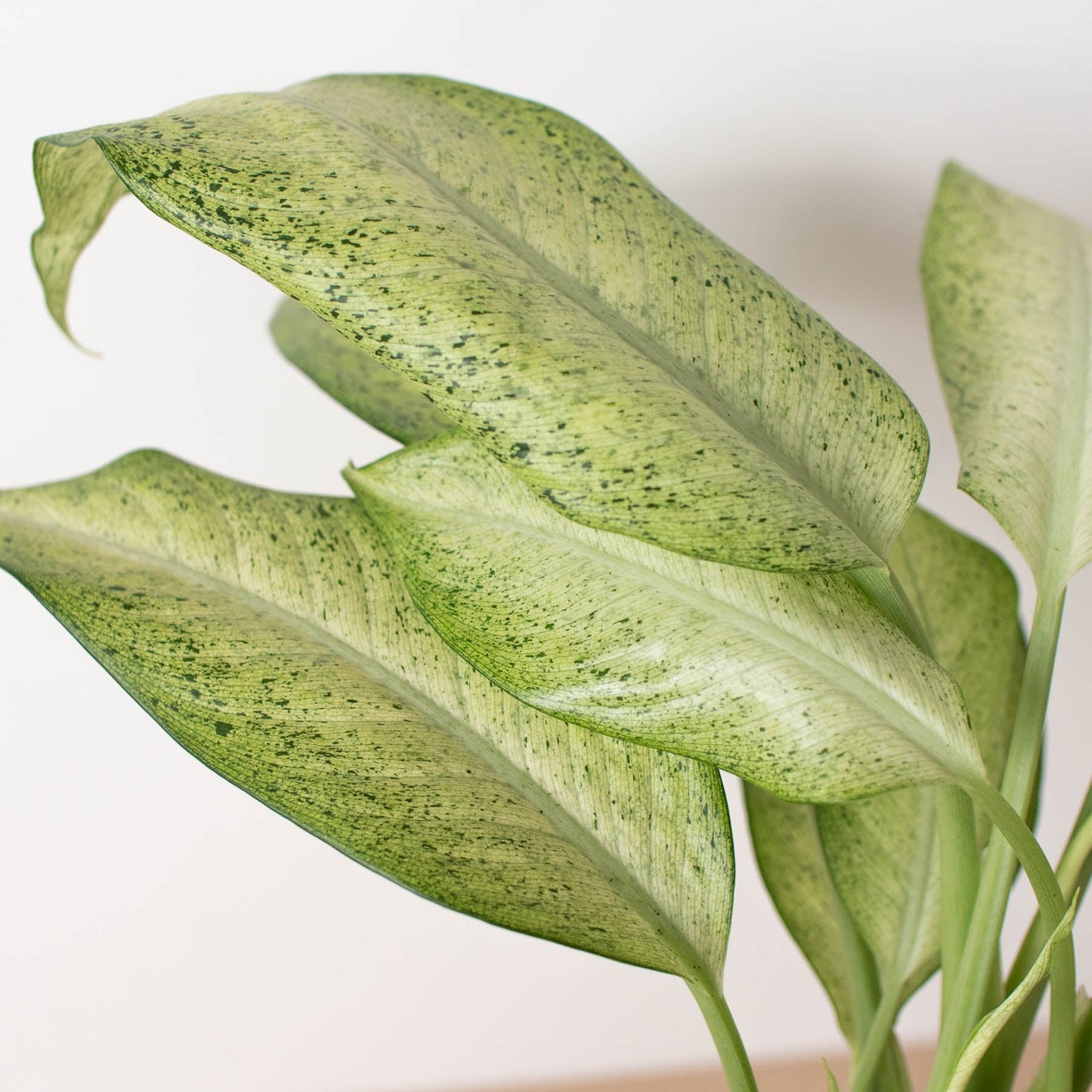 Dieffenbachia 'Camouflage'