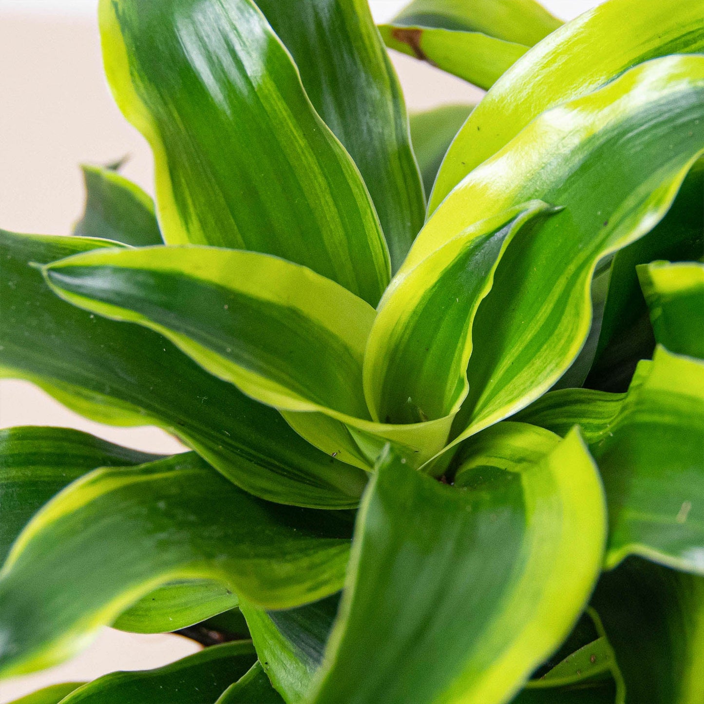 Dracaena 'Tornado'