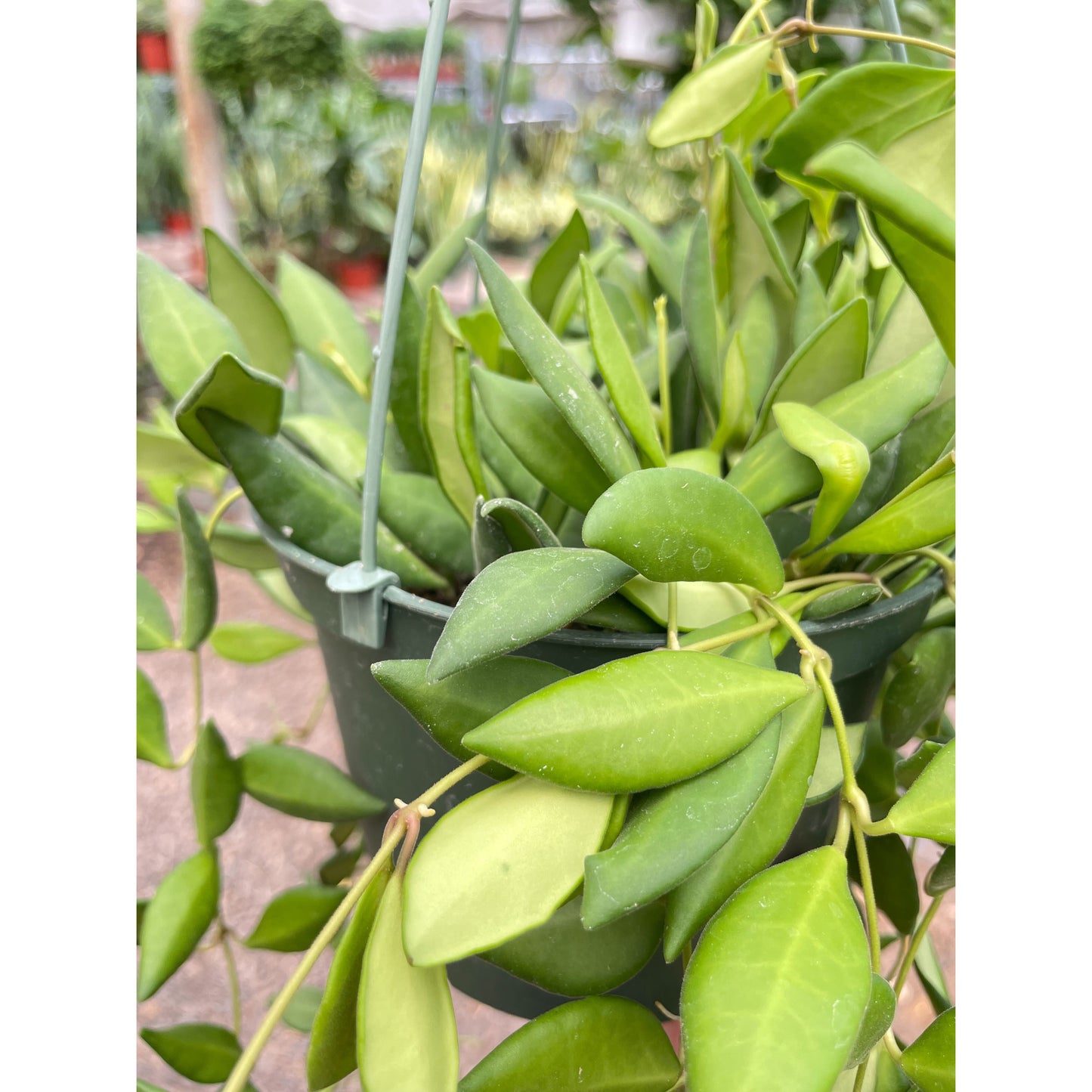 Hoya 'Burtoniae'