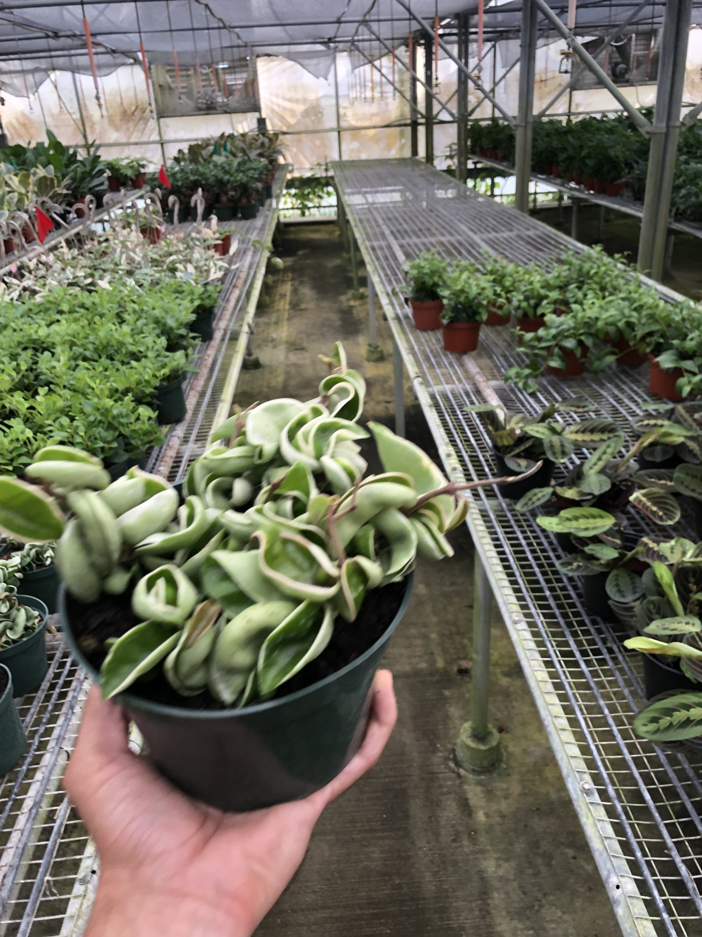 Hoya 'Rope Plant' Variegated