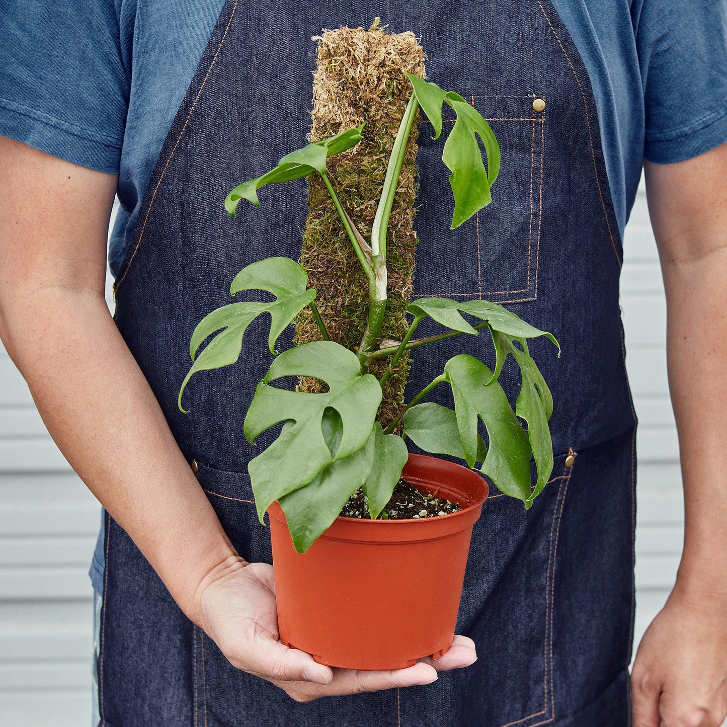 Philodendron Mini Monstera Minima