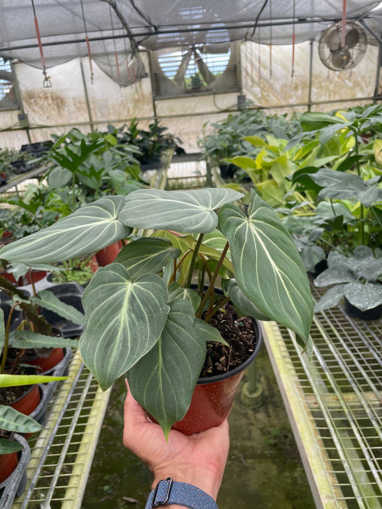 Philodendron 'Gloriosum'