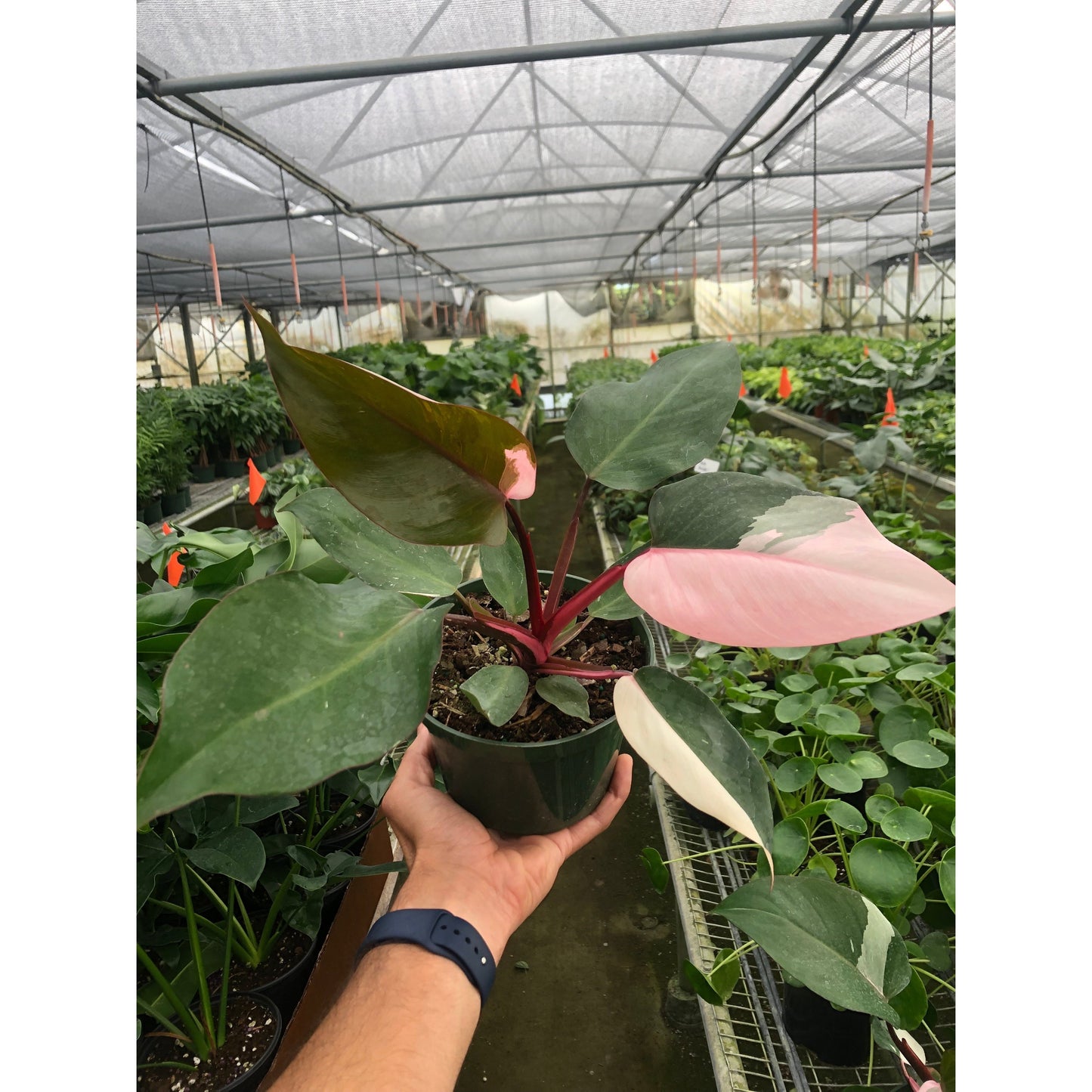 Philodendron 'Pink Princess'