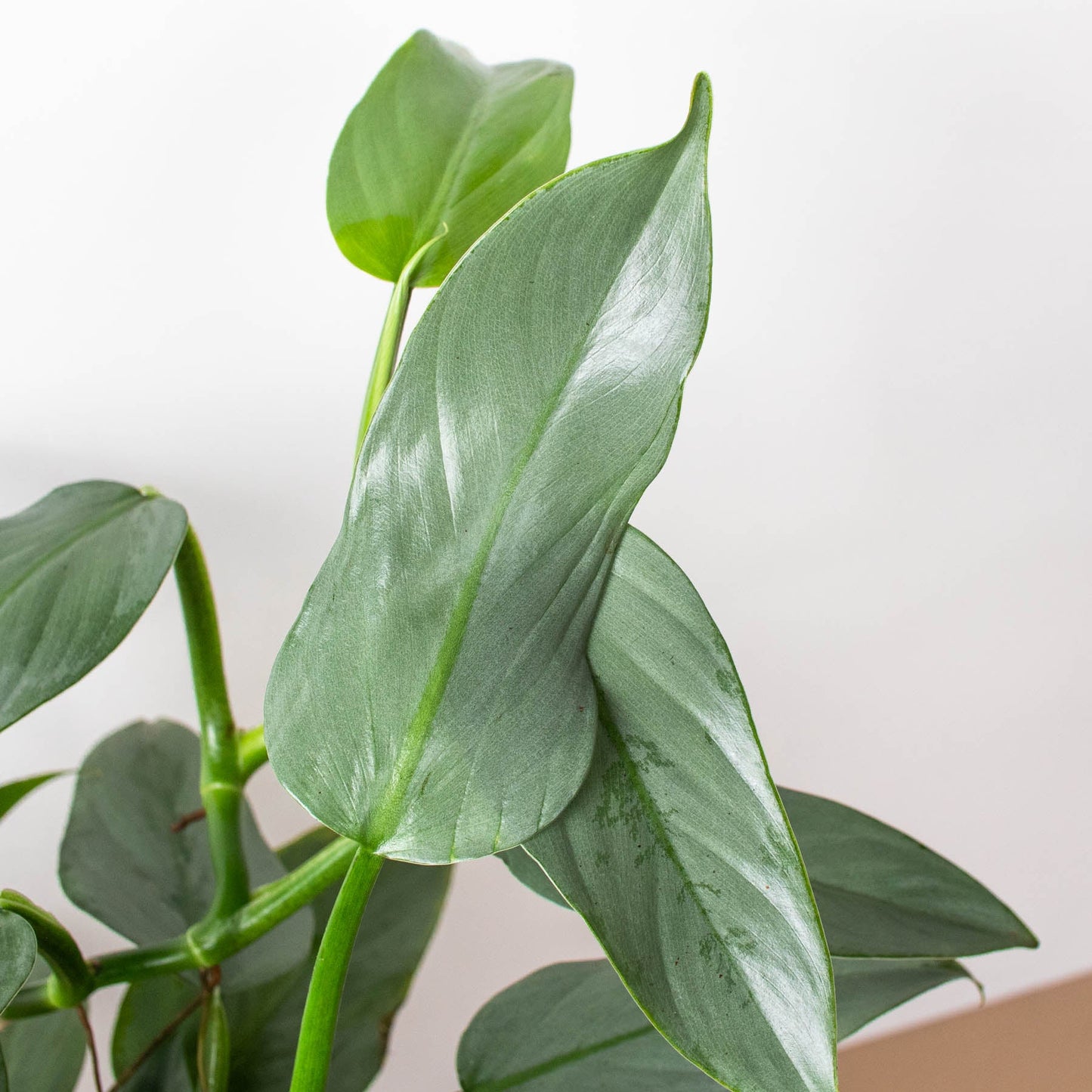 Philodendron 'Silver Sword'