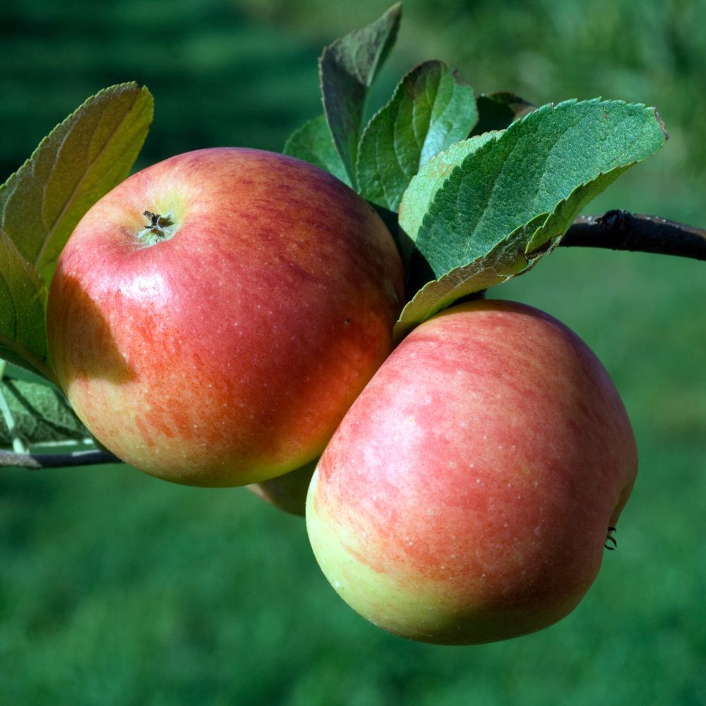 Apple Tree 'Cortland'