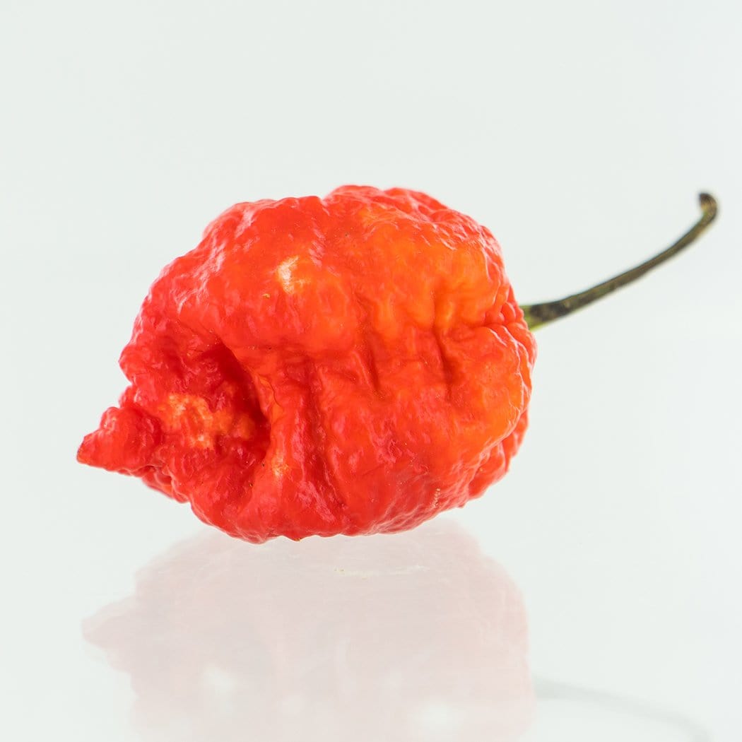 7 Pot Lava Red Pepper Seeds