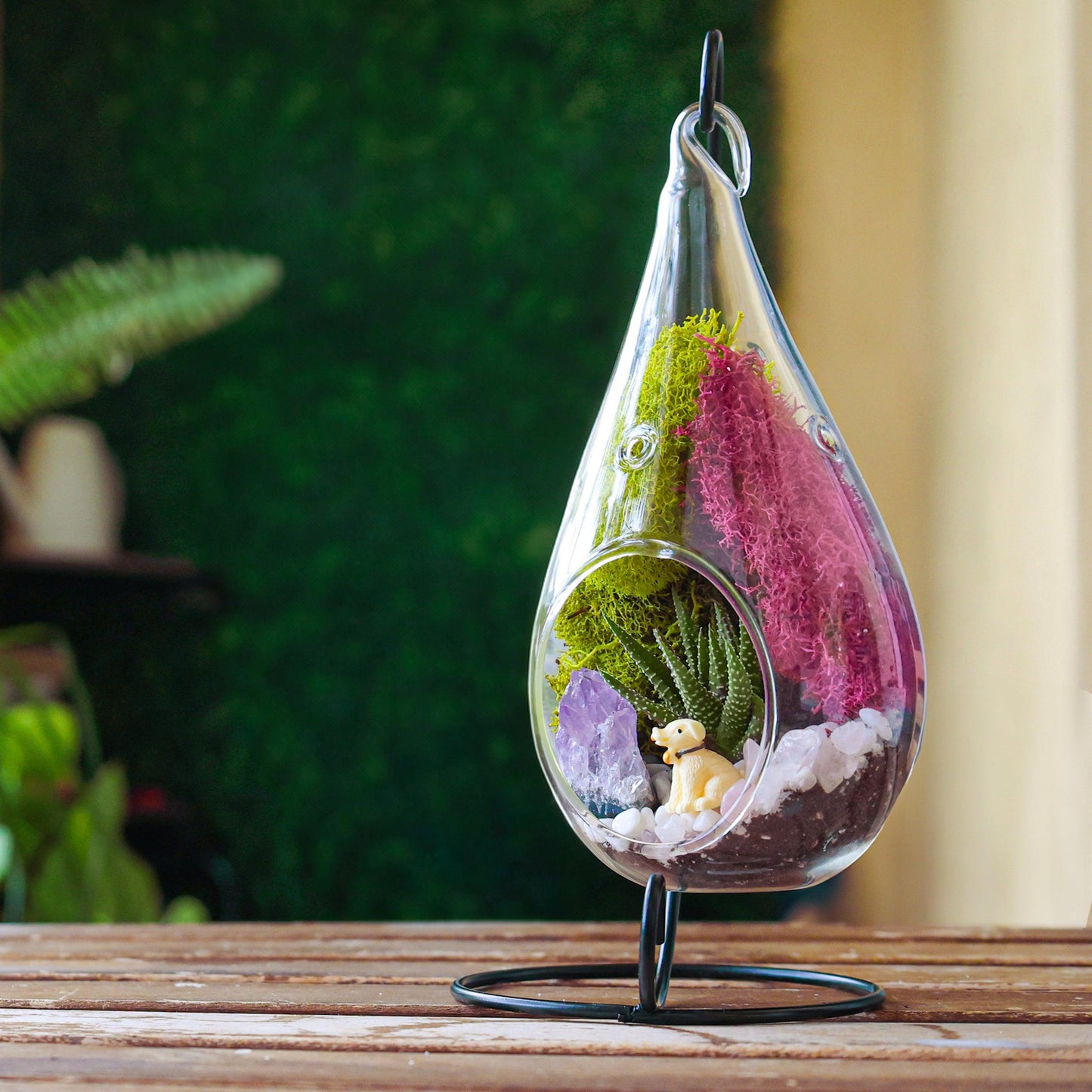 7" Glass Tear Drop Succulent Terrarium Kit