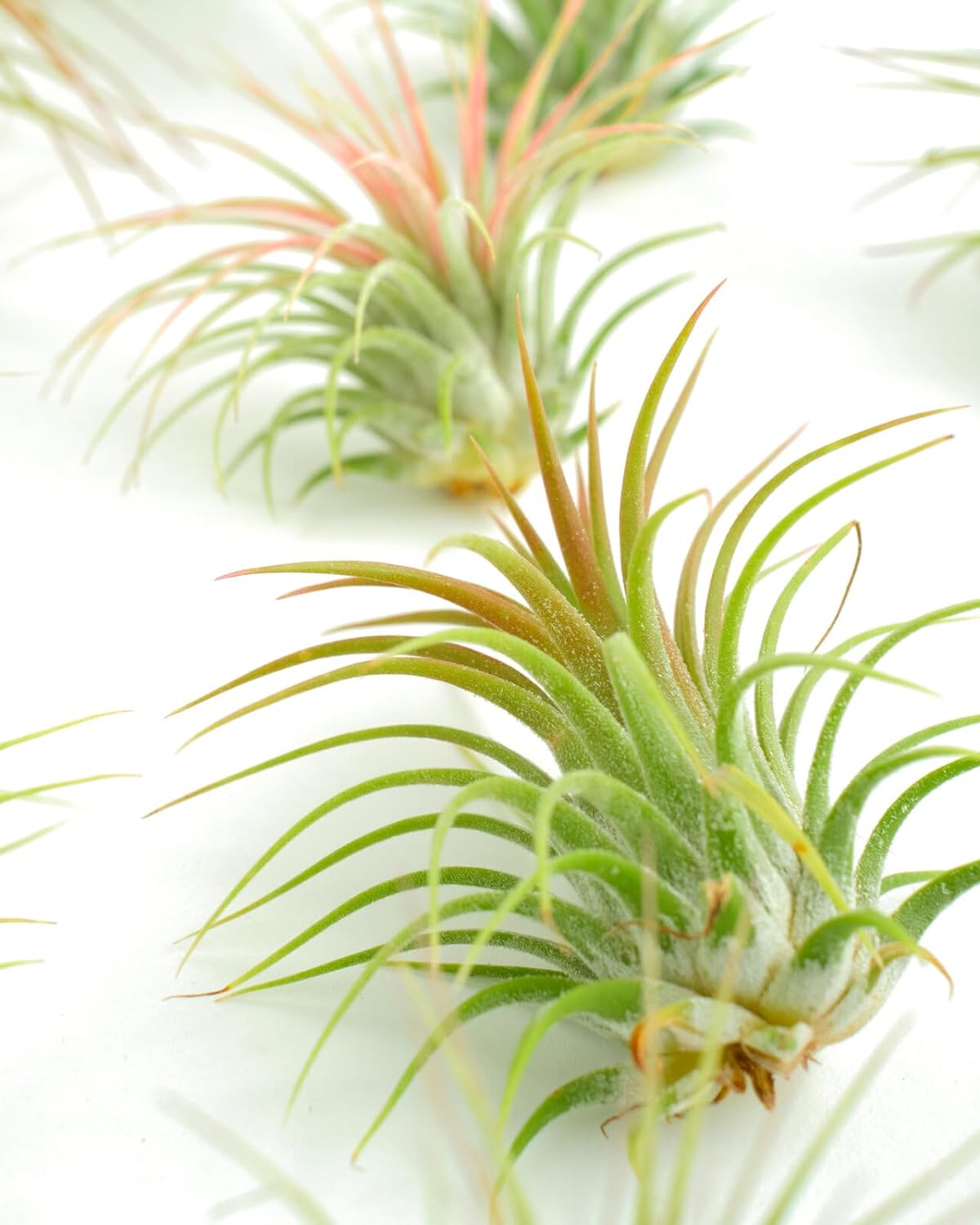 Tillandsia Ionantha Air Plant Collection