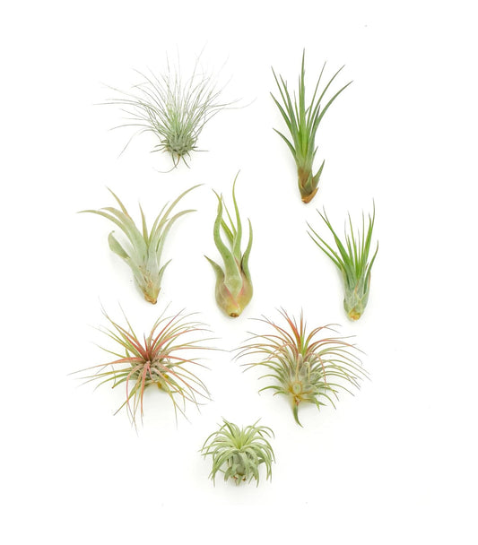 Assorted Mini Air Plant Collection