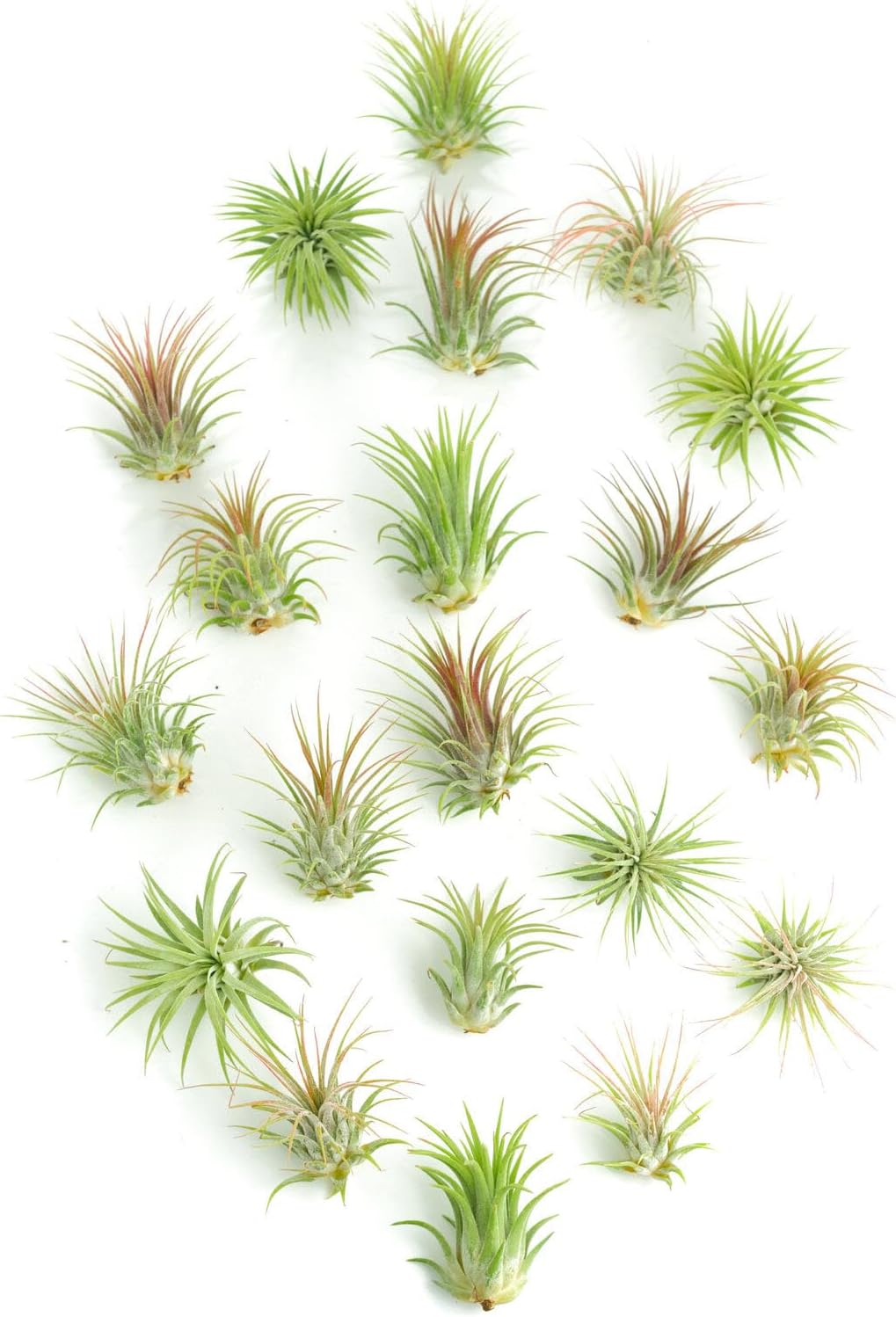 Tillandsia Ionantha Air Plant Collection