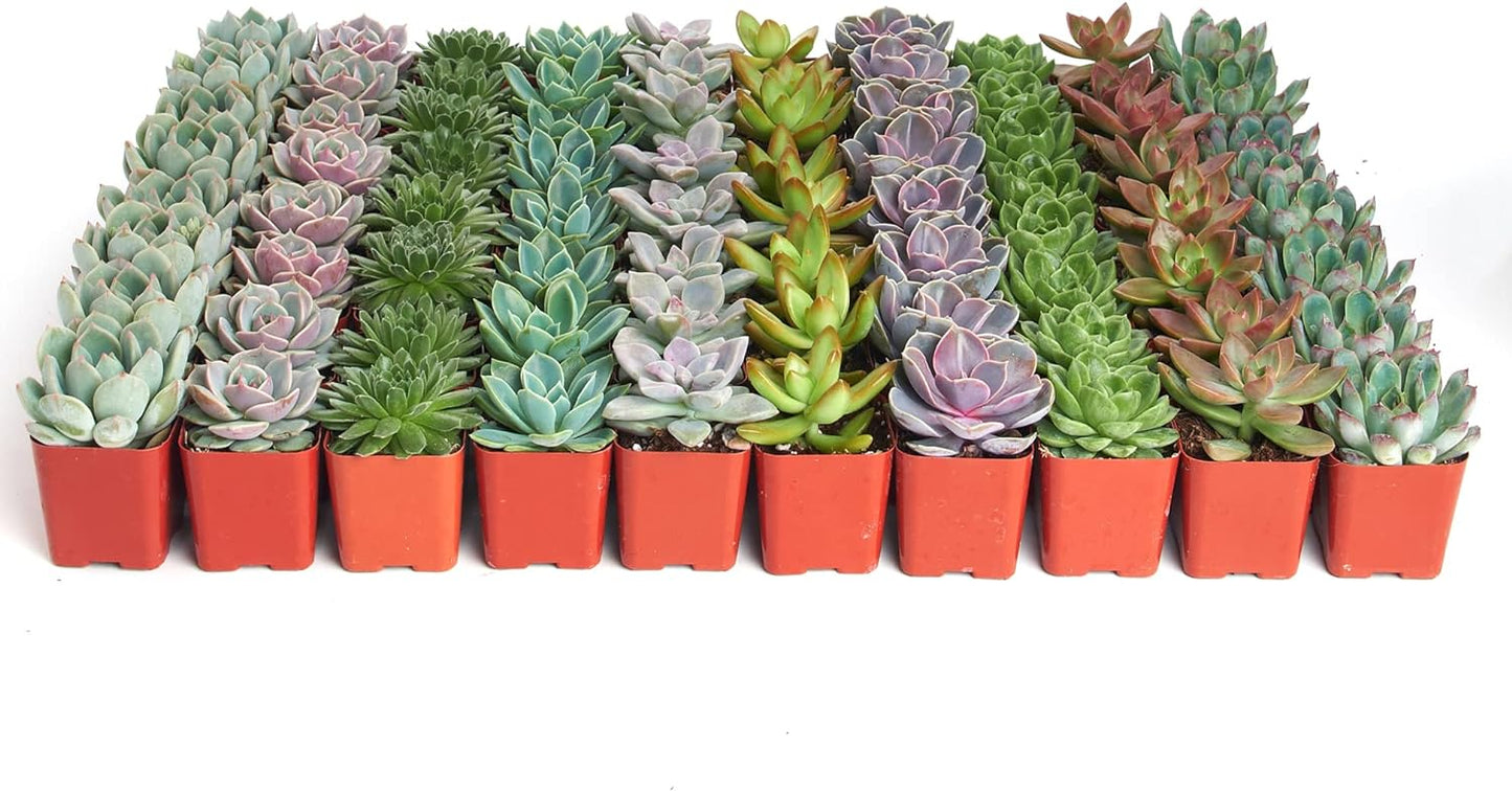 Rosette Succulent Collection